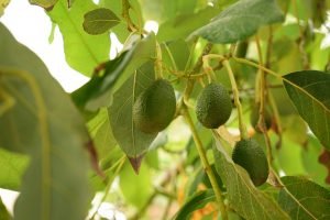 CASA-ALQUILER-VACACIONAL-MALAGA