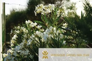 flores Villa lujosa ronda